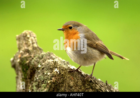 Erithacus rubecula aux abords d'oiseaux sauvages en gardens Banque D'Images