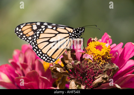 Papillon monarque sur Zenia rouge Banque D'Images