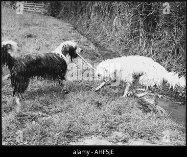 Bearded Collie Tussle Banque D'Images