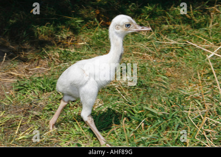 Grande Rhea (Rhea americana) . Poussin blanc récemment éclos Banque D'Images
