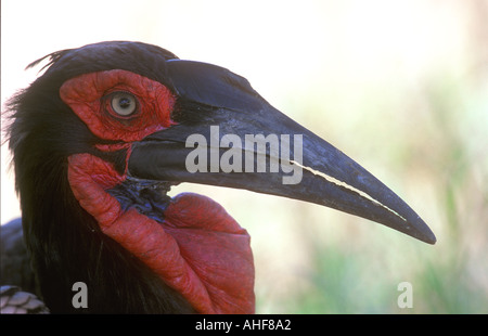 Paysage Bucorvus leadbeateri calao vous regarder me regarder Banque D'Images