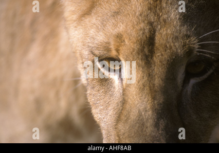 Portrait de lionne Panthera leo vous regarder me regarder Banque D'Images