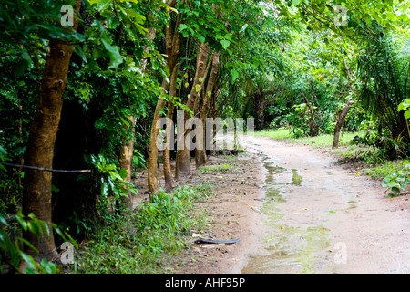 Chemin à travers les Makasutu Nature et réserve culturelle, de la Gambie, en Afrique pendant la saison des pluies humides Banque D'Images