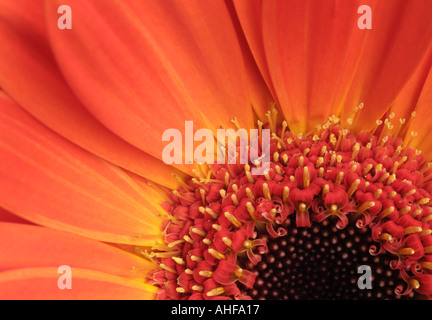 Gerber Daisy Orange, Close Up. Banque D'Images