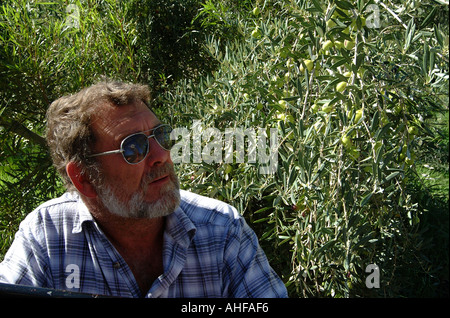 L'agriculture d'olive à Prince Albert dans le Great Karoo Afrique du Sud avec des agriculteurs d'olive olives de récolte Banque D'Images