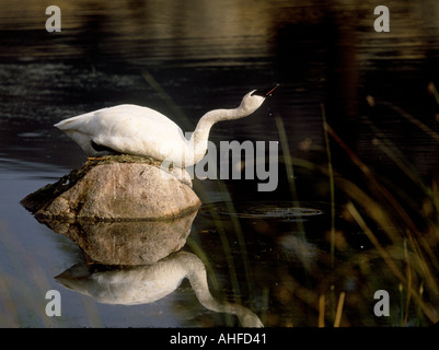 Les gouttes d'eau entre le bec d'un Trumpter Swan après la consommation de l'eau dans un étang au Parc National de Yellowstone. Banque D'Images