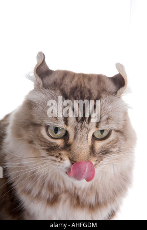 Tan cat licking bouche isolated on white Banque D'Images