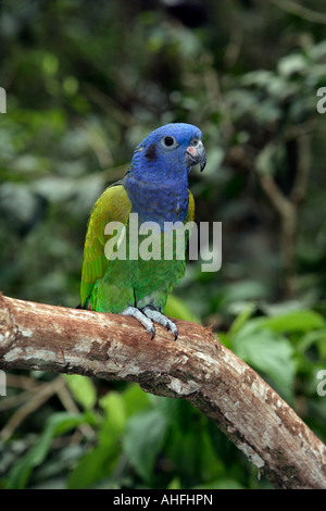 Parrot Pionus menstruus Blue dirigé Brésil Banque D'Images