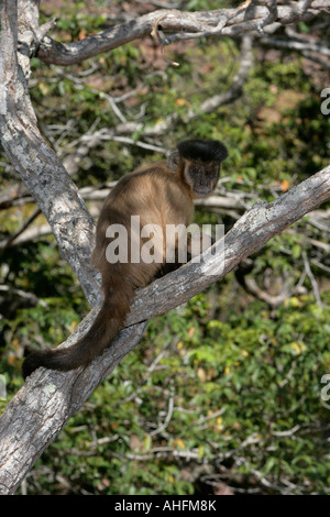 Capucin brun ou noir-striped ou capucin capucin barbu, libidinosus Cebus, Brésil Banque D'Images