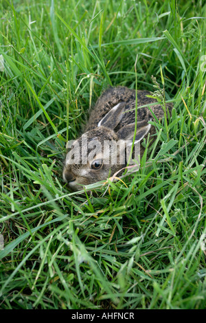 Lièvre brun Lepus europaeus le Worcestershire Banque D'Images