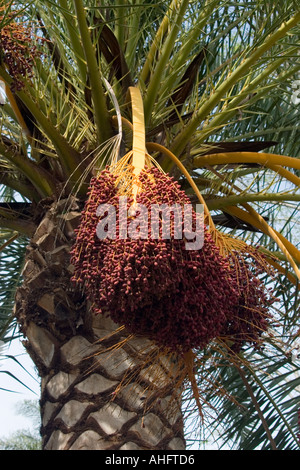 Dates rouge accrocher vers le bas de la couronne d'un palmier Saint-marin le comté de Los Angeles Banque D'Images