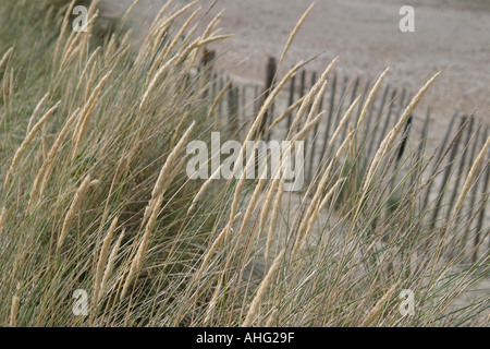 Chef de l'Est, la conservation de l'herbe maram les dunes avec l'aide de l'escrime Banque D'Images