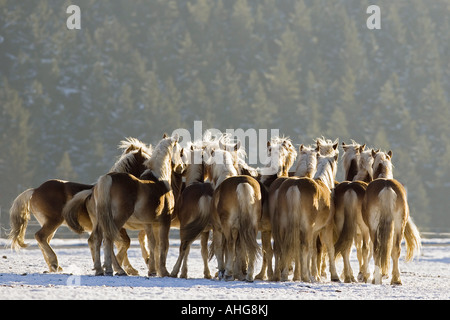 Haflinger - troupeau dans la neige Banque D'Images