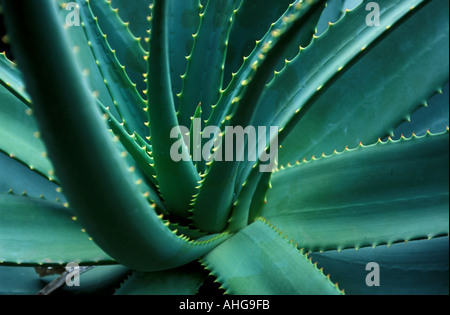 L'Aloe Vera Aloe close up Banque D'Images