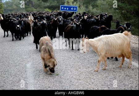 Les ovins et caprins est déplacé le long de la route de pâturages d'été dans les montagnes du sud de la Turquie. Banque D'Images