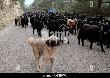 Les ovins et caprins est déplacé le long de la route de pâturages d'été dans les montagnes du sud de la Turquie. Banque D'Images