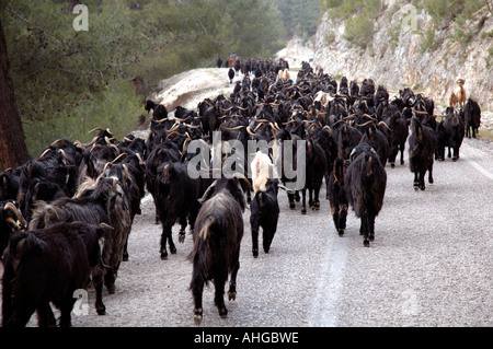 Les ovins et caprins est déplacé le long de la route de pâturages d'été dans les montagnes du sud de la Turquie. Banque D'Images