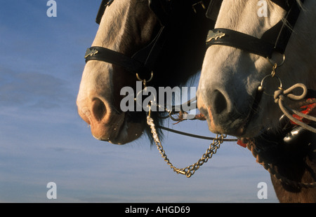 Deux Shire Horse's muselières montrant peu et le faisceau tout en labourant Banque D'Images