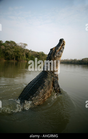 Ours à lunettes CAIMAN Caiman crocodilus Banque D'Images