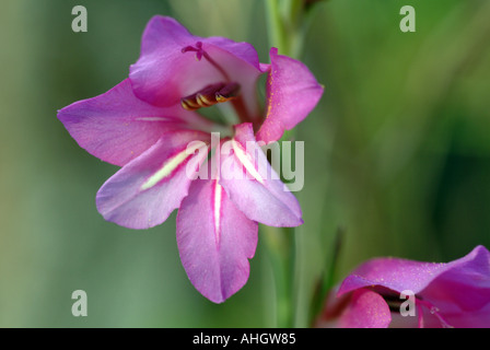 Fleur sauvage Gladiolus illyricus Espagne Banque D'Images
