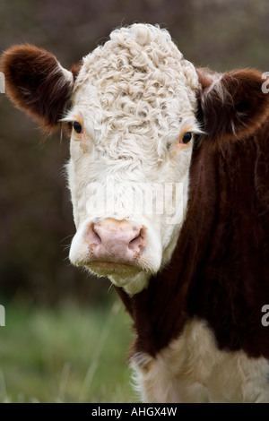 Vache Hereford Banque D'Images