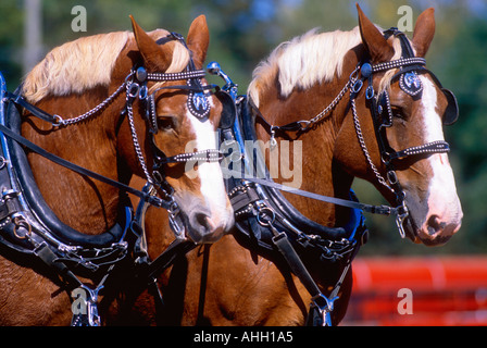 Chevaux tirant plough Canada Ontario Meaford 'International Plowing Match exposition rurale' Banque D'Images