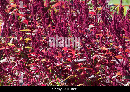 Légumes feuilles rouge amarante Amaranthus tricolor les graines et les feuilles sont comestibles et la plante est utilisée pour faire une farine