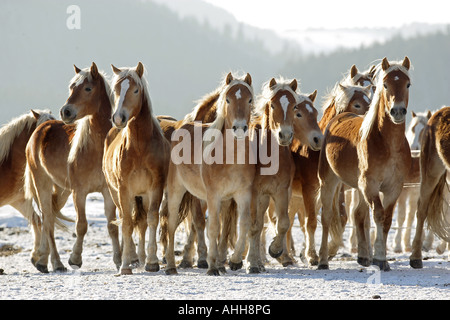 Haflinger - troupeau dans la neige Banque D'Images