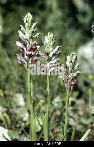 Orchidées (Orchis coriophora ssp. fragrans), la floraison, la Grèce, le Creta Banque D'Images