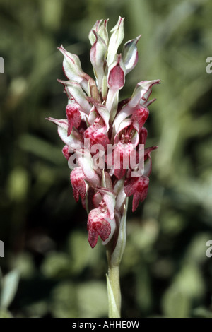 Orchidées (Orchis coriophora ssp. fragrans), inflorescence, Grèce, le Creta Banque D'Images