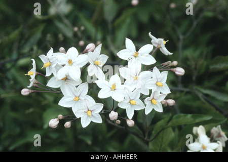 Vigne de pomme de terre (Solanum jasminoides), fleurs Banque D'Images