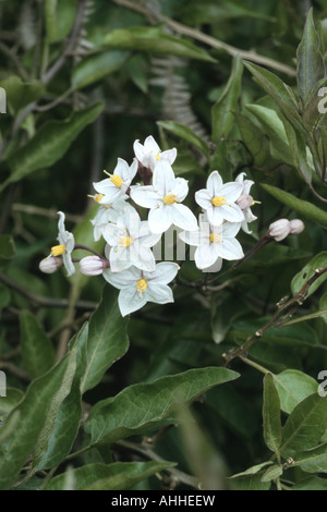 Vigne de pomme de terre (Solanum jasminoides), fleurs Banque D'Images