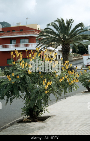 Senna, popcorn, Bush Bougie Golden Wonder (cassia didymobotrya, Senna didymobotrya), blooming, Iles Canaries, Tenerife Banque D'Images