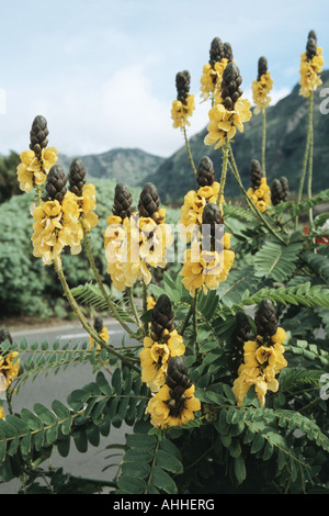 Senna, popcorn, Bush Bougie Golden Wonder (cassia didymobotrya, Senna didymobotrya), blooming Banque D'Images