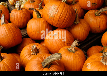 Pumpkins sur market stall Banque D'Images