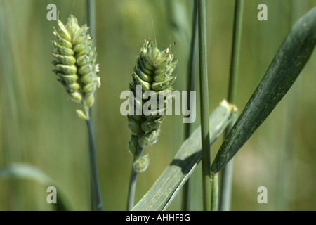 Club le blé, le blé (Triticum aestivum ssp. compactum, Triticum compactum (unbegrannt)), les oreilles du grain Banque D'Images