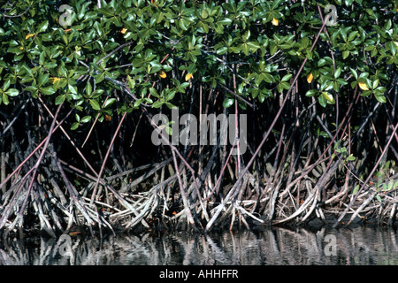 Mangrove rouge (Rhizophora mangle), vue de mangrove Banque D'Images