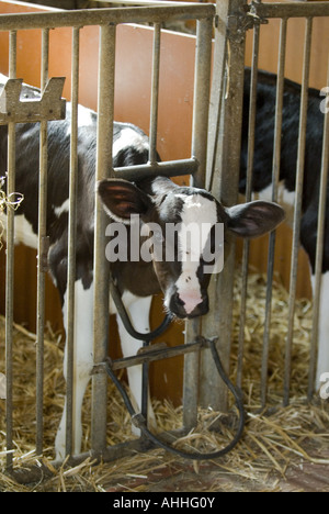 Les bovins domestiques (Bos primigenius f. taurus), veau à la case, l'Allemagne, en Rhénanie du Nord-Westphalie, Kaunitz Banque D'Images