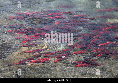 Le saumon rouge, le saumon rouge, le saumon rouge, bleu (Oncorhynchus nerka), l'école sous l'eau, USA, Alaska Banque D'Images