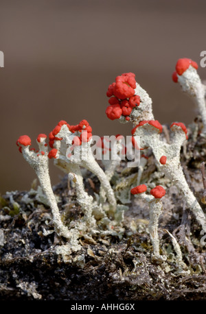 Cladonia bellidiflora (Cladonia bellidiflora), Royaume-Uni, Ecosse, Highlands Banque D'Images