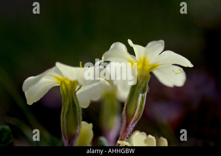 Vrai Français (primrose Primula acaulis, Primula vulgaris), fleurs, Royaume-Uni, Ecosse, Highlands