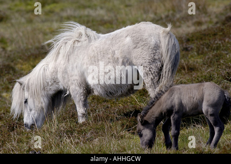 Poney Shetland (Equus caballus przewalskii. f), mare avec poulain, Royaume-Uni, Ecosse, îles Shetland Banque D'Images