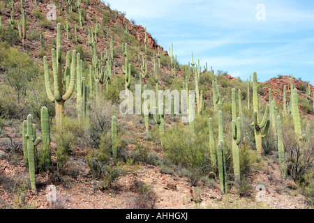 Cactus saguaro (Carnegiea gigantea, Cereus giganteus), beaucoup de gros individus à une pente dans le désert de Sonora, USA, Arizona, Sag