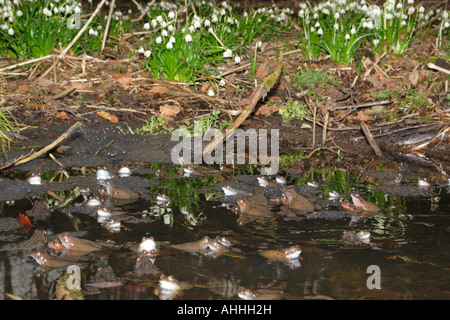 Grenouille rousse, grenouille herbe (Rana temporaria), dans l'étang en face de printemps Leucojum vernum (flocons), l'Allemagne, la Bavière Banque D'Images