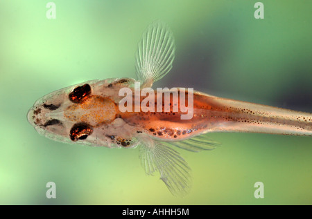 Streber (Zingel streber), juvénile, 20 mm, détail, Allemagne, Bavière, Danube Banque D'Images