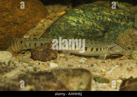 Épines loach, repéré weatherfish (Cobitis taenia), femme, 120 mm, Croatie, Krka Banque D'Images