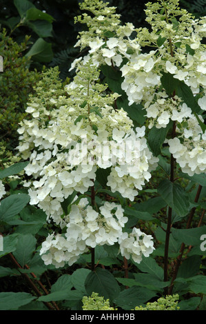 L'Hydrangea paniculata Unique Banque D'Images