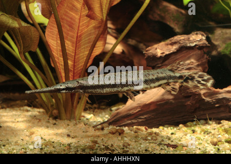 Lépisosté tacheté (Lepisosteus oculatus), juvénile, 20 cm Banque D'Images