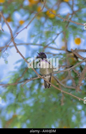 Costa's hummingbird, Costas Hummingbrid (Calypte costae), homme, USA, Arizona, Phoenix Banque D'Images