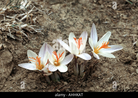 Crocus (Crocus laevigatus juste), de plantes fleuries, de la Grèce, le Creta Banque D'Images